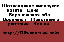 Шотландские вислоухие котята › Цена ­ 2 000 - Воронежская обл., Воронеж г. Животные и растения » Кошки   